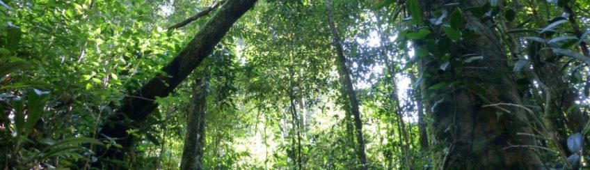 Mata Atlântica - Parque Estadual da Serra do Mar