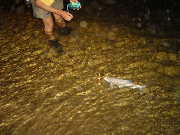 Caverna São Matheus - Piabanha no Rio São Matheus (394)