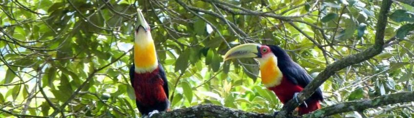 Tucano - Campos do Jordão