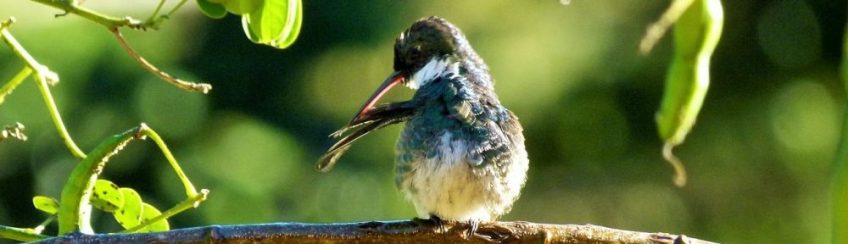 Beija Flor - Parque Nacional da Bocaina