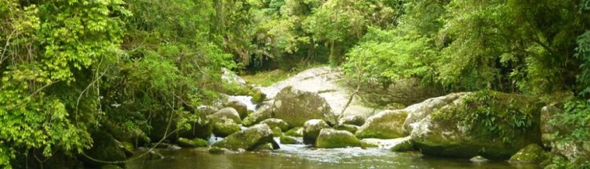 Mata Atlântica - Ilhabela