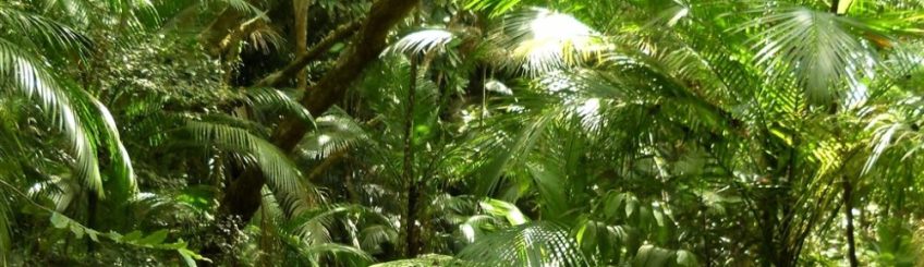 Mata Atlântica - Trilha Pouso da Cajaíba-Sumaca